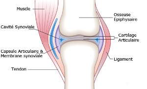 ostéopathie articulaire